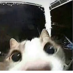 GROUP FOR ALL CATS