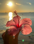 Flower Fam..<3