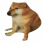 Crying Doge Studios