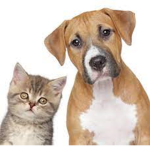 Dogs & Cats Forever