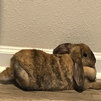 fat rabbit