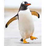 The penguin trollers