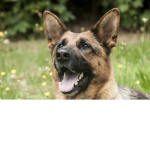 dog_sqouuuud