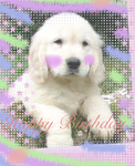 +Pupcakes+