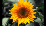 Club sunflower
