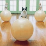 Cats gymnastics