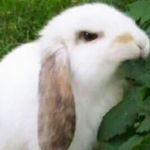 Bunny Enthusiasts :3