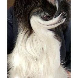 Chihuahua Mic Up 2.0