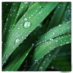 Darling Dew Drops!