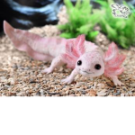 Axolotl cuties