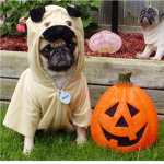 PUGS SQUAD!!!!!!!!!!!