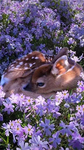 The animal rescue games