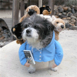 Ultimate dog and puppy lovers!