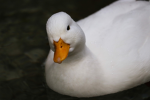 Pato Dexu