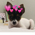 Kawaii Fuzzy Friends Group