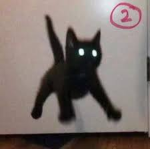 cats are the best cat cat
