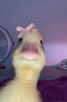 DAH DUCKIES