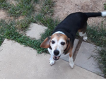 D.o.g./puppy