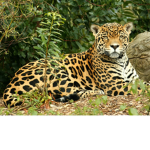 Jaguar Kingdom