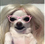 Taylor swift dogs