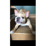 The Kingdom Of Zeus The French Bulldog