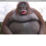 MONKEY GENERATOR