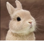 I LOVE ANIMALS :)
