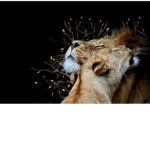 RP lion