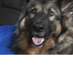 Sapphire wolf fan group