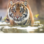 Tiger Gang (PSYCHOTIC)