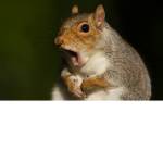 Little Squirrels