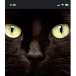 Catty cat cat meow