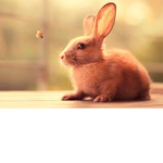 Rabbit Fan Club REBORN