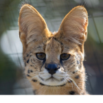The Serval Reserval