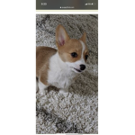 Kelly the corgi
