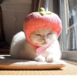 Cats Affiliated