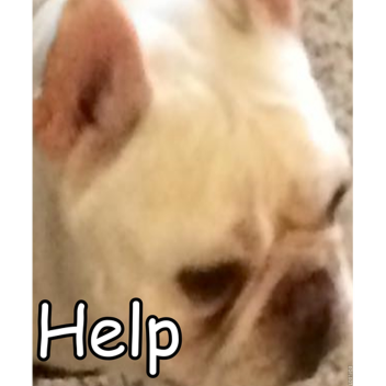 Doge build