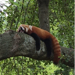 The Awesome Red Panda Squad!