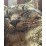 TacosCat