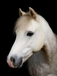 ~WHATSABILLION HORSE RACERS~