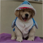 DOG PERSON PEOPLE Group Thumbnail