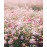 Nature’s Gifts