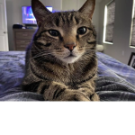 Cat a in fuzzy world <3