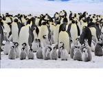 Pxnguin Army