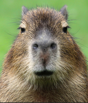 ~Capybara Cult~