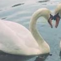🦢