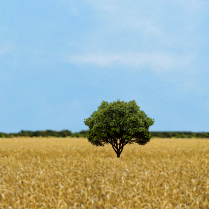 Squid game feild # 6 - Tree+cloud Roblox decal