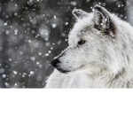 Oasis Blue Wolfy