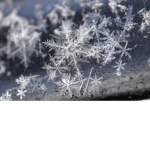 FrostyPenguins