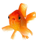Buttercupfish
